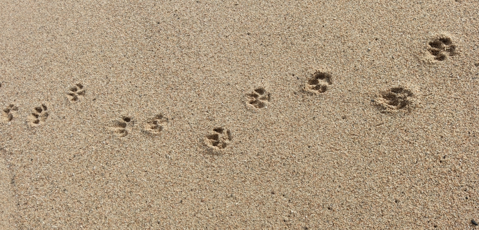 Pet‑Friendly Island Hotels on Marco Island