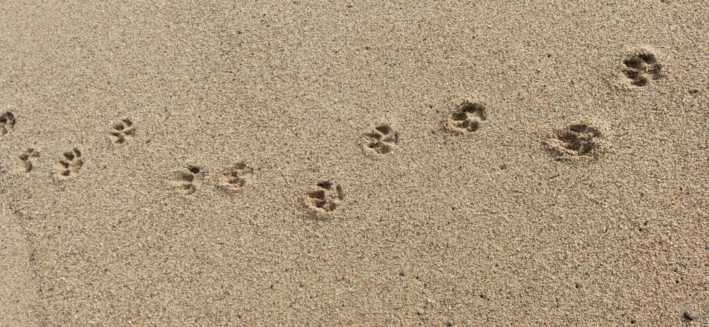 Pet‑Friendly Island Hotels on Marco Island